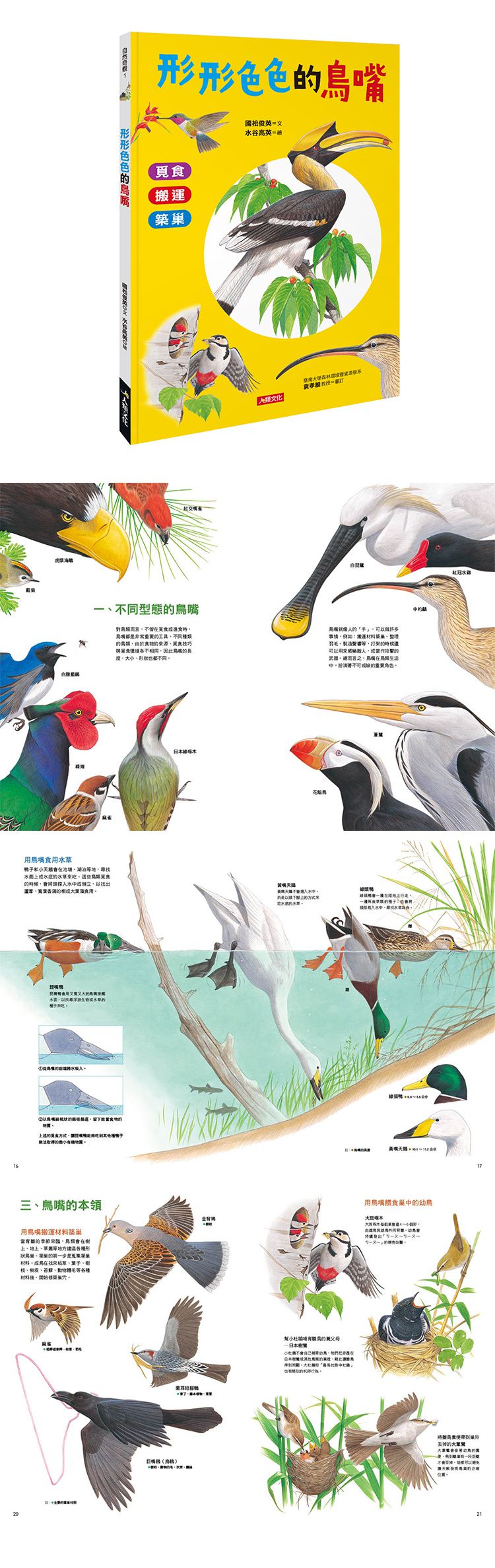 形形色色的鳥嘴