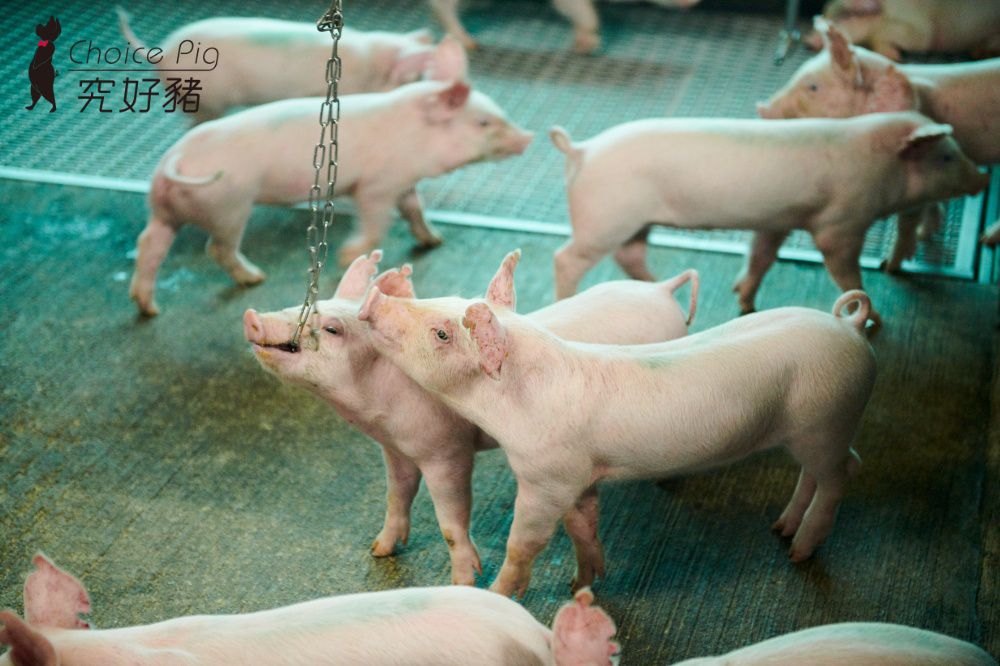 頂級餐廳指定使用【雲林 究好豬】教父牛排 饗饗 旭集選用