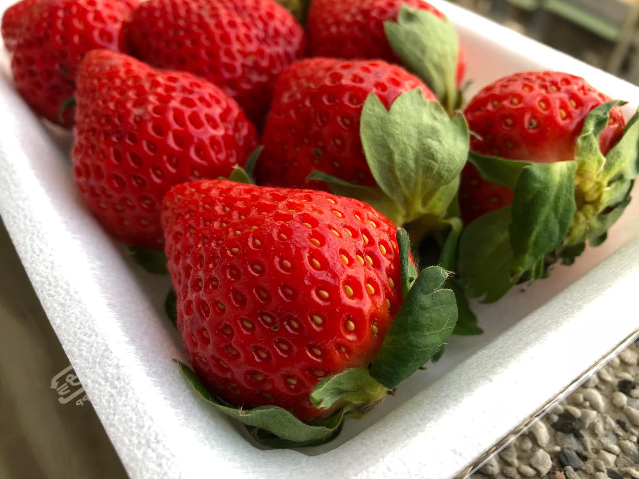 草莓界的夢幻逸品！熊本草莓空運直送 ❤ 濃濃甜香、果肉飽滿細緻