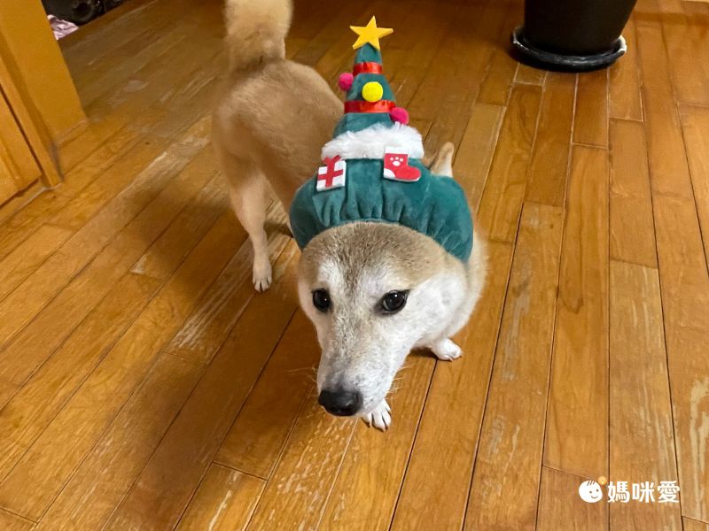 日本代購 - 麻花編織寵物帽/寵物頭套-酒紅 (M)