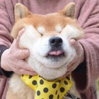 用戶頭像
