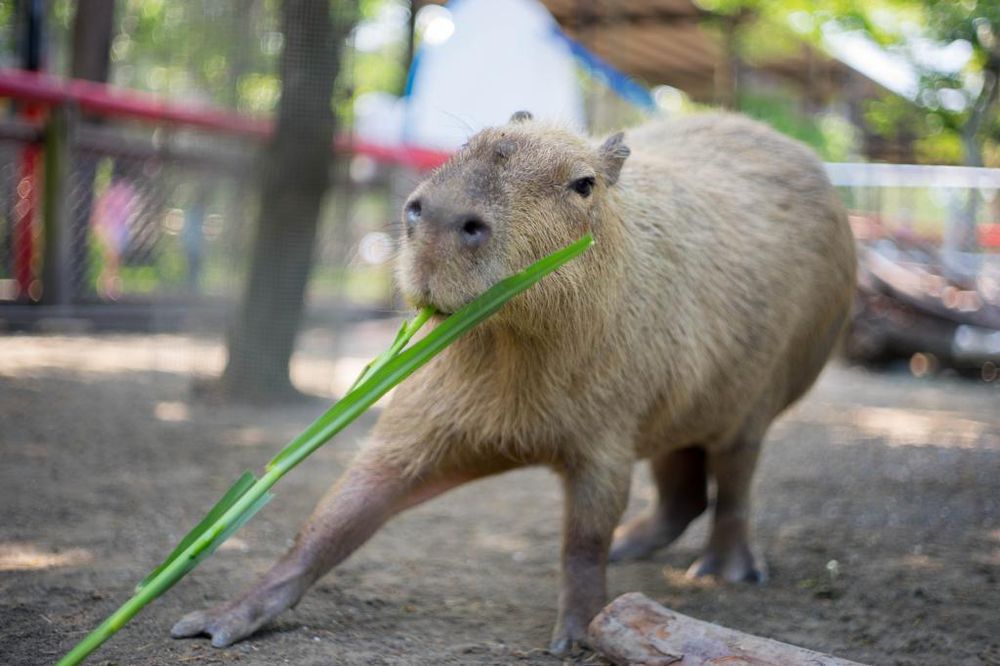 電子票券 - 台南-頑皮世界野生動物園全票