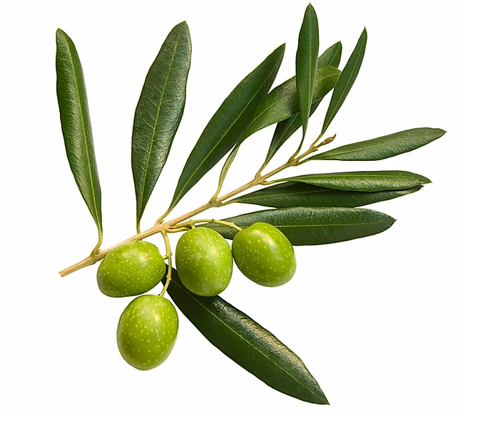 加拿大 ATTITUDE 艾特優 - Super leaves泡沫洗手乳- 橄欖葉-295ml