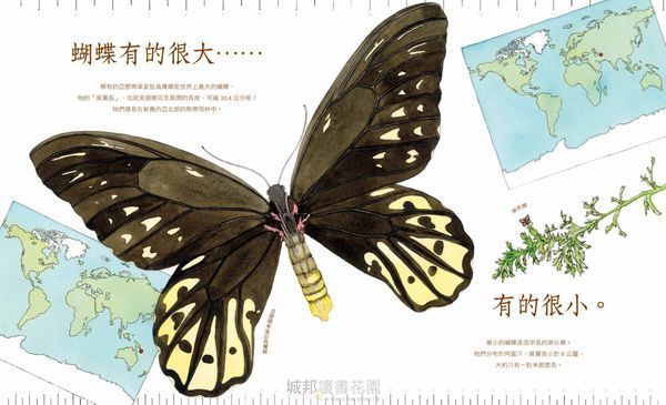 有耐心的蝴蝶
