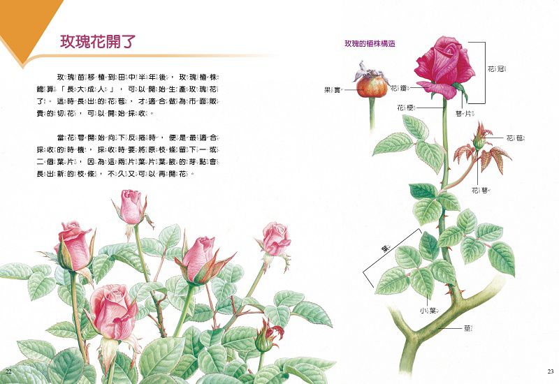 小牛頓科學教育有限公司 - 科學啟蒙組：故事中的科學四冊+小牛頓科學讚六冊(25~30)-平裝-全彩 (6-12歲)-全套十冊