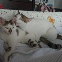 用戶頭像