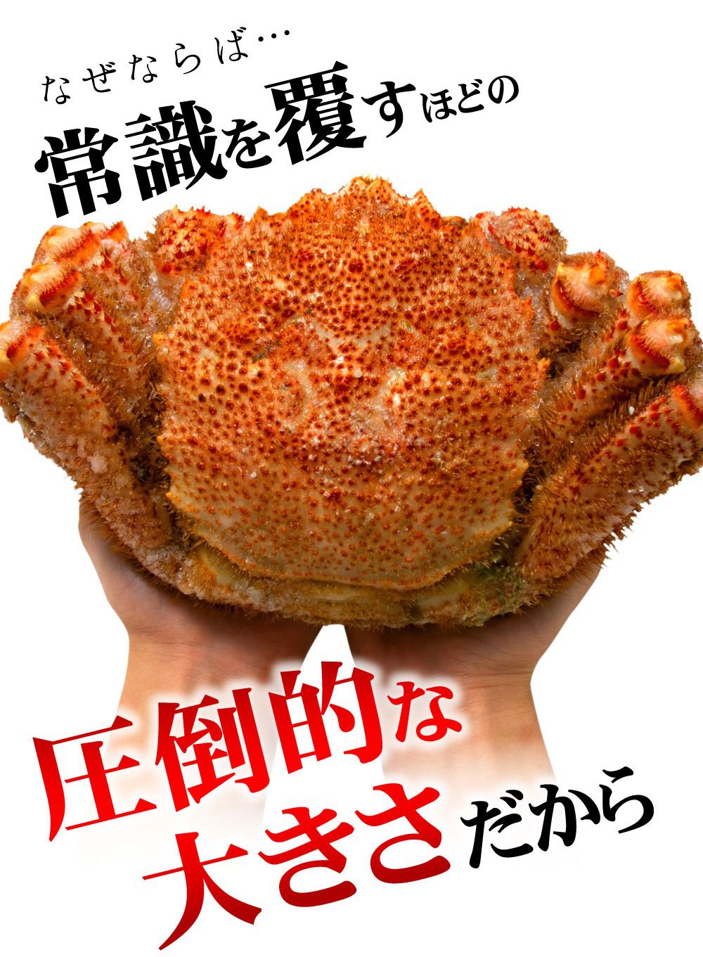 高橋水產 - 日本頂級鮮美毛蟹-500g ±10%