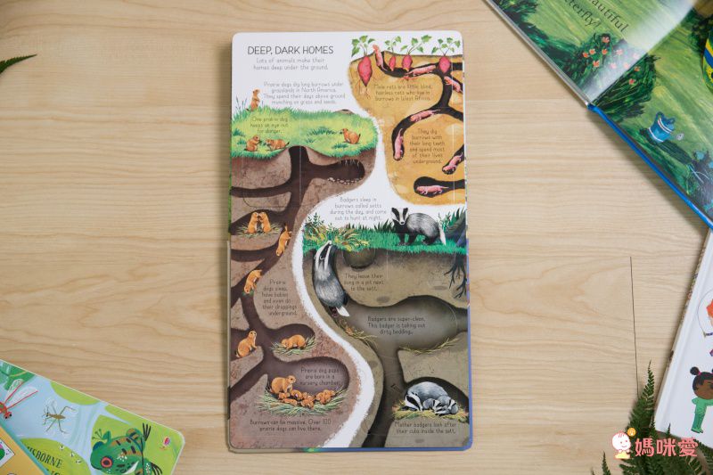 英國Miles Kelly、Usborne 看圖學英文 精美細緻畫風＋操作學英文