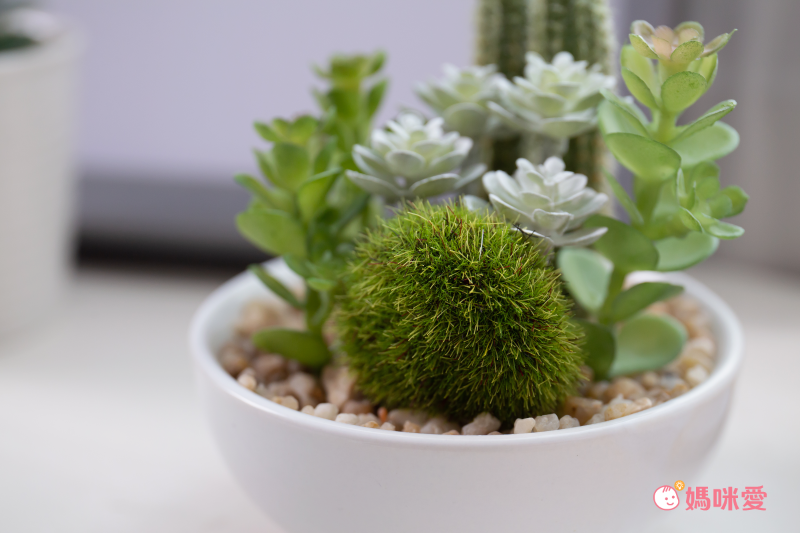 日本 KISHIMA - CT觸媒 消臭仿真盆栽-高圓罐-KH-61021 (φ9.5x13cm)