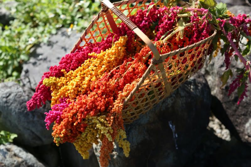 膳食纖維是地瓜的6倍！【信豐農場】台灣紅藜波浪麵＆紅藜拌醬