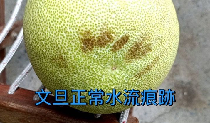 果子禮 - 正宗35年喝乳酸菌長大的老欉文旦5斤裝(6~8顆)*2箱