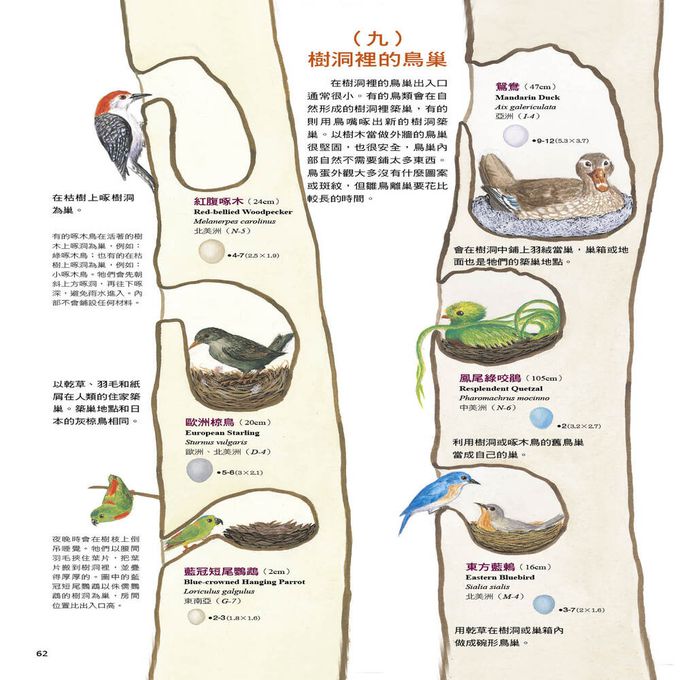 鳥類如何做各種巢