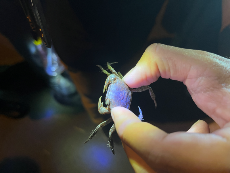 蟬說: 夕陽漫漫 Slowly Sunset Glamping - 平日入住-[豪華露營 5 米水滴帳]/四人房兩大床一泊二食再贈下午茶-12歲(含)以下孩童免費兩位可共食-優惠效期至 2024/01/31