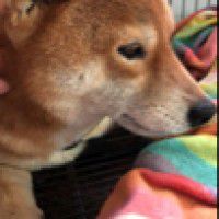 用戶頭像