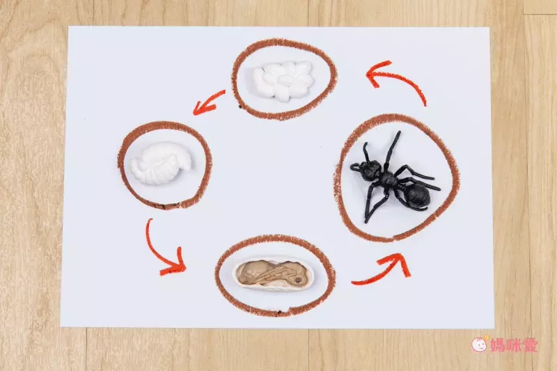 超激推5in1感官盆【韓國POKI趣玩盆】啟發創意力