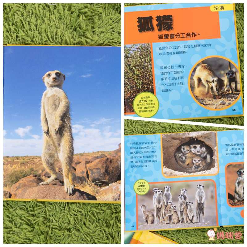 小小動物探險家 (精裝 / 128頁 / 全彩印刷)