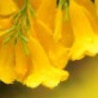 用戶頭像