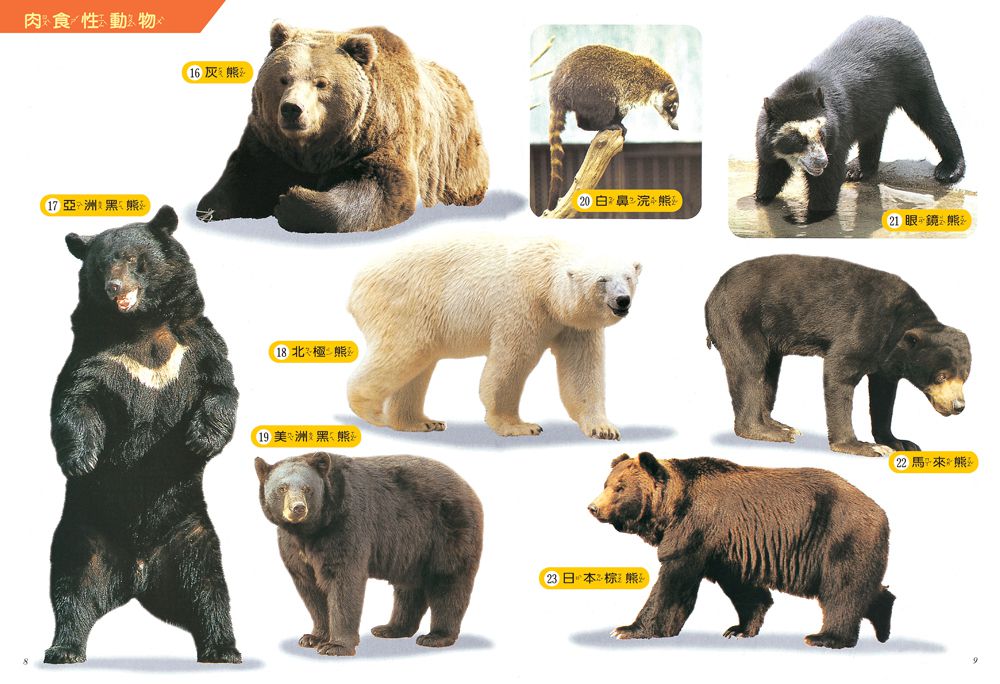 動物探索300：活力滿滿 超級觀察繪本  快樂兒童系列1-平裝