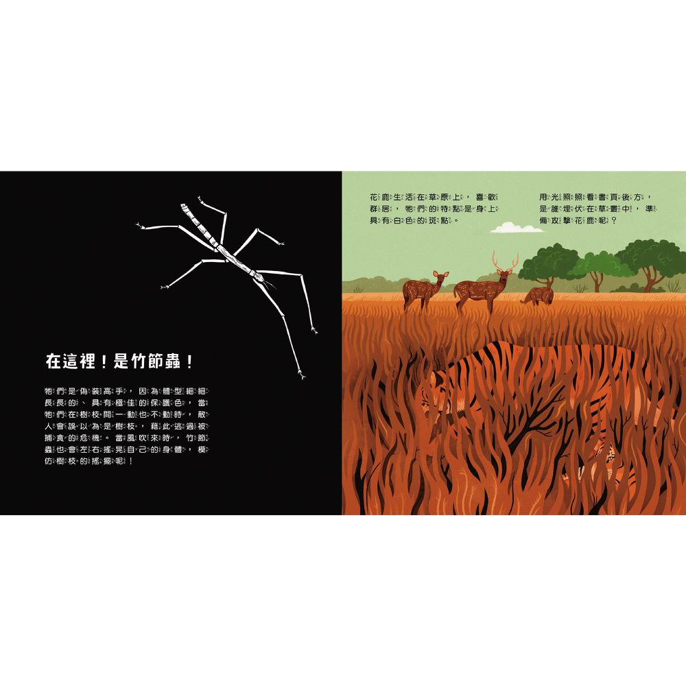 登登登！透光Show動物的偽裝術！