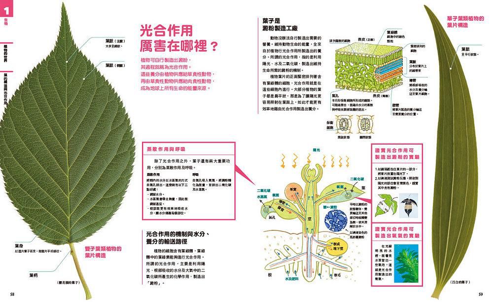 中小學生必讀科學常備用書（全套共四冊）: New全彩圖解觀念生物、地球科學、化學、物理-平裝