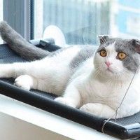 用戶頭像