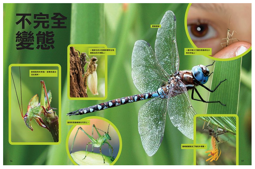 國家地理終極昆蟲百科 (精裝 /272頁 /全彩印刷)