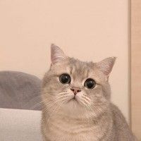 用戶頭像