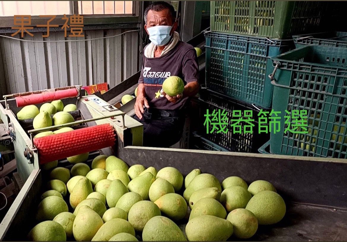 果子禮 - 正宗35年喝乳酸菌長大的老欉文旦5斤裝(6~8顆)*2箱