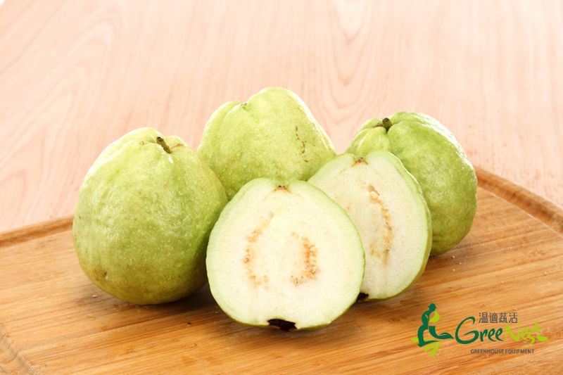 【鋐洲生技有機農場】有機蔬菜水果箱 / 有機芭樂