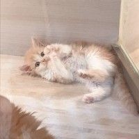 用戶頭像