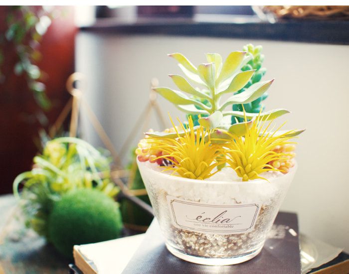 日本 KISHIMA - CT觸媒 消臭仿真多肉盆栽-圓盆-KH-61185 (12x12.5x15cm)