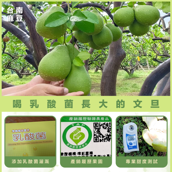 果子禮 - 35年喝乳酸菌長大的老欉文旦5斤X4箱