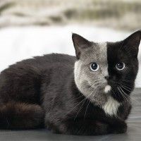 用戶頭像