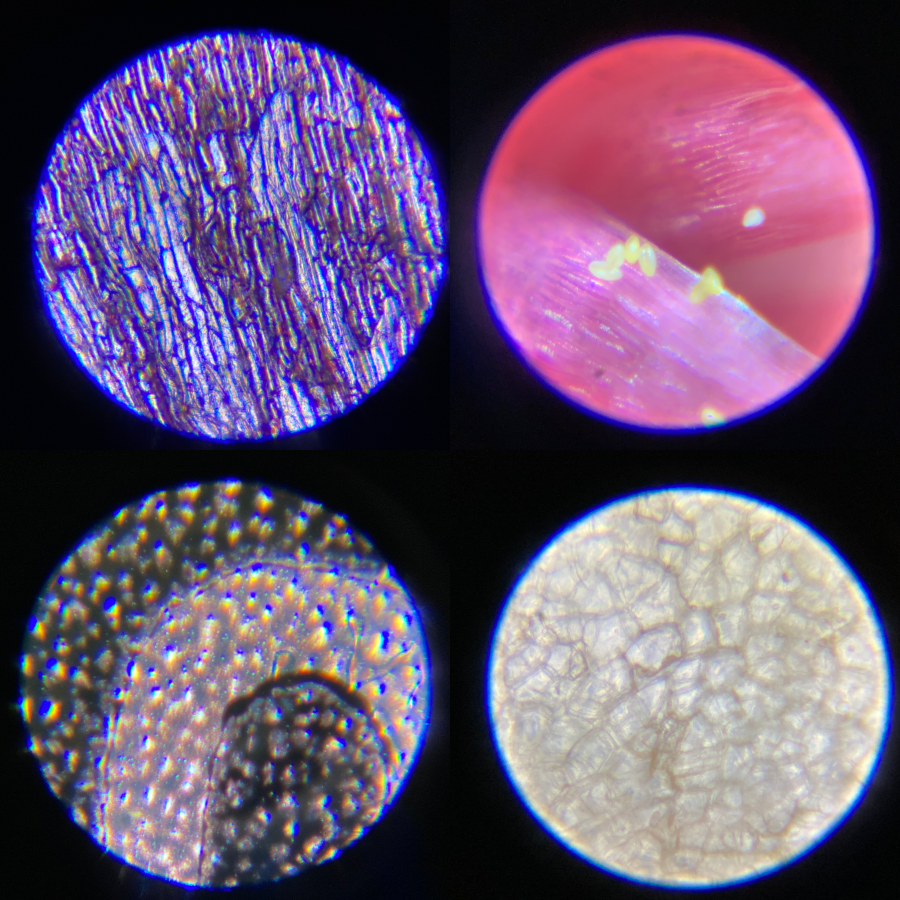 日本 Raymay - 攜帶式隨身顯微鏡-100-250倍率-黃