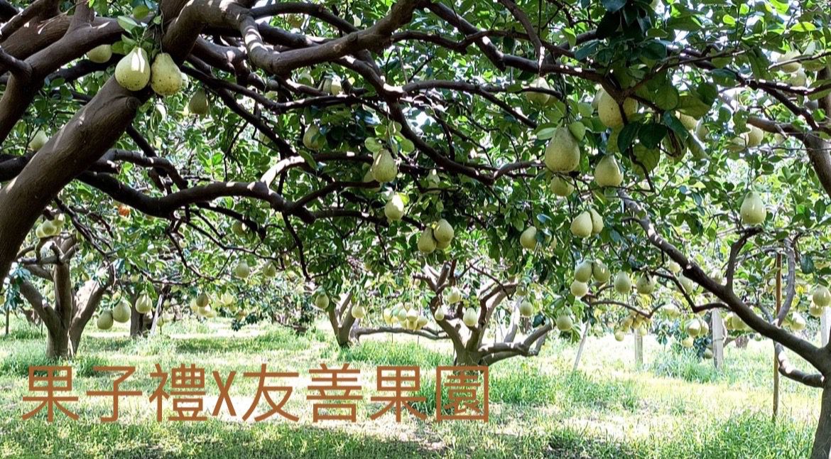 果子禮 - 正宗35年喝乳酸菌長大的老欉文旦5斤裝(6~8顆)*2箱