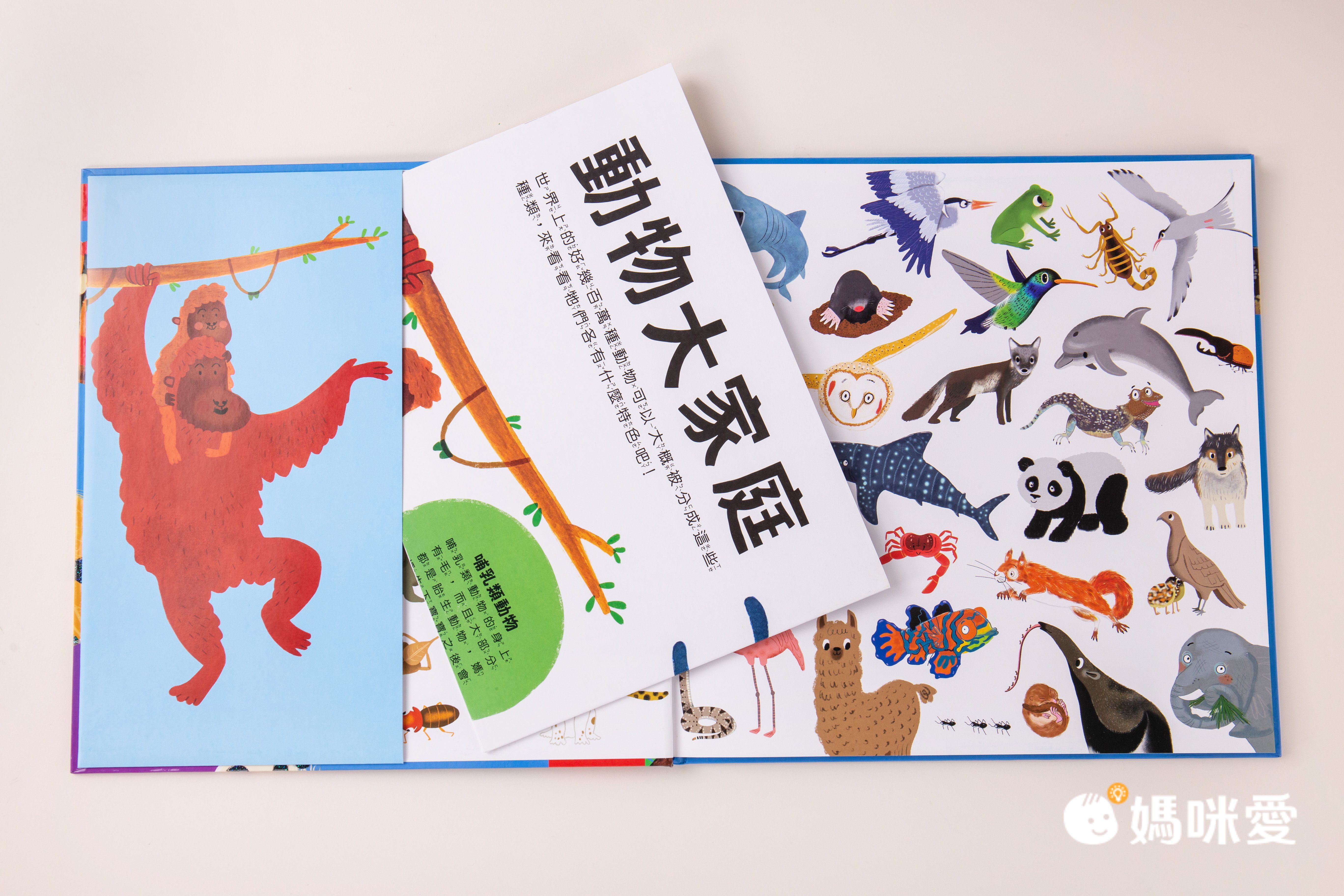 小小知識家的百科書套書10冊(書盒版)