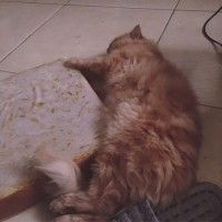 用戶頭像