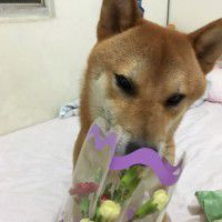 用戶頭像