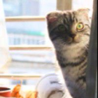 用戶頭像