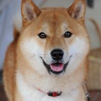 用戶頭像