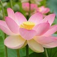 用戶頭像