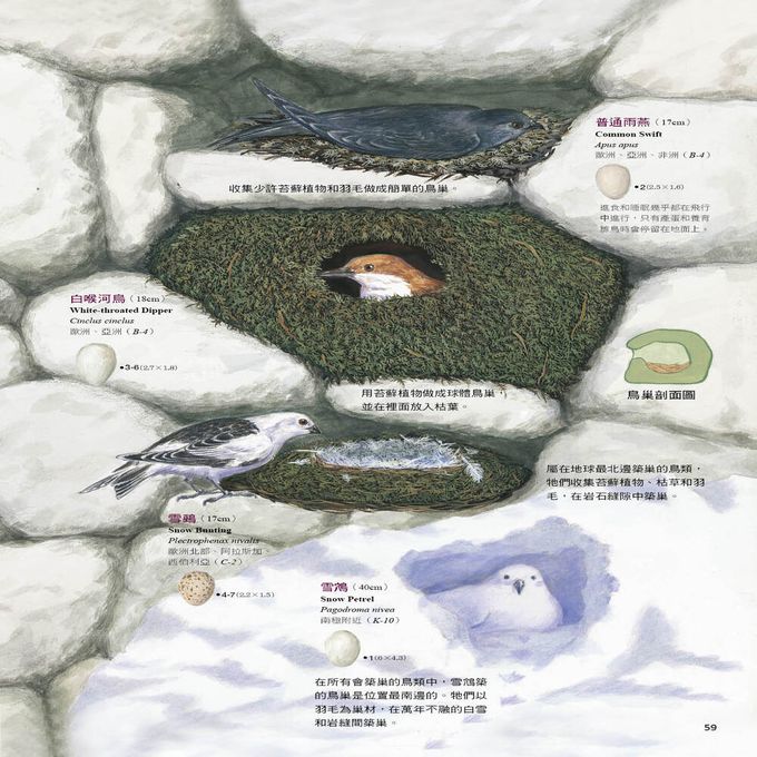 鳥類如何做各種巢