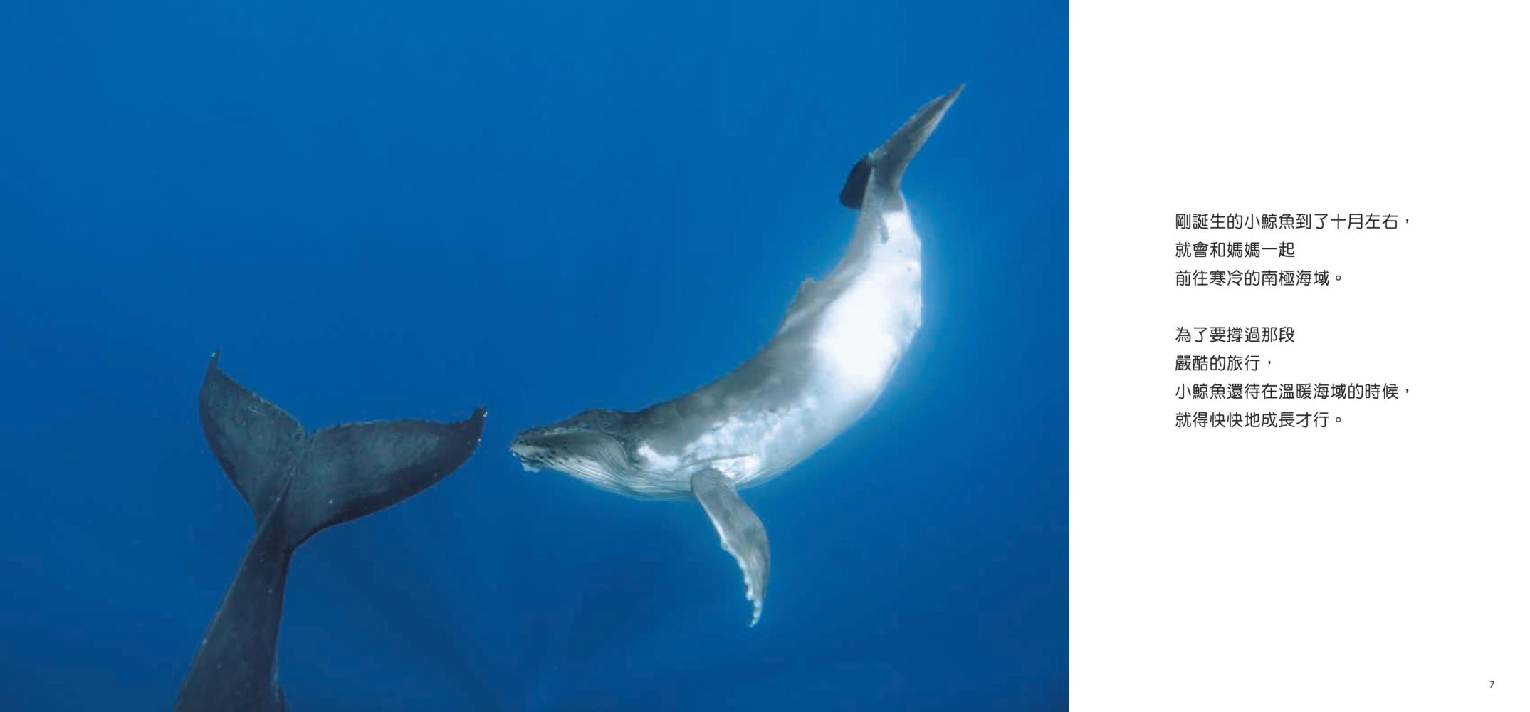 小鯨魚找媽媽：南太平洋東加王國的大翅鯨紀實繪本
