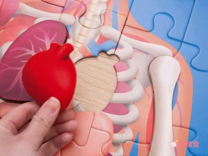 解鎖人體奧秘！小小孩好上手【德國 HAPE】人體拼圖