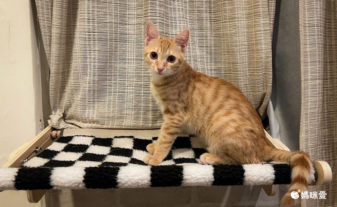 寵物懸掛吊床-棋盤格-黑+白 (47x39.5x21.5cm)