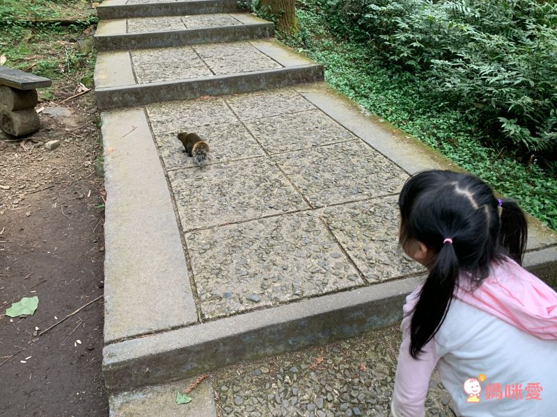 溪頭妖怪村主題飯店｜一年期履約住宿券