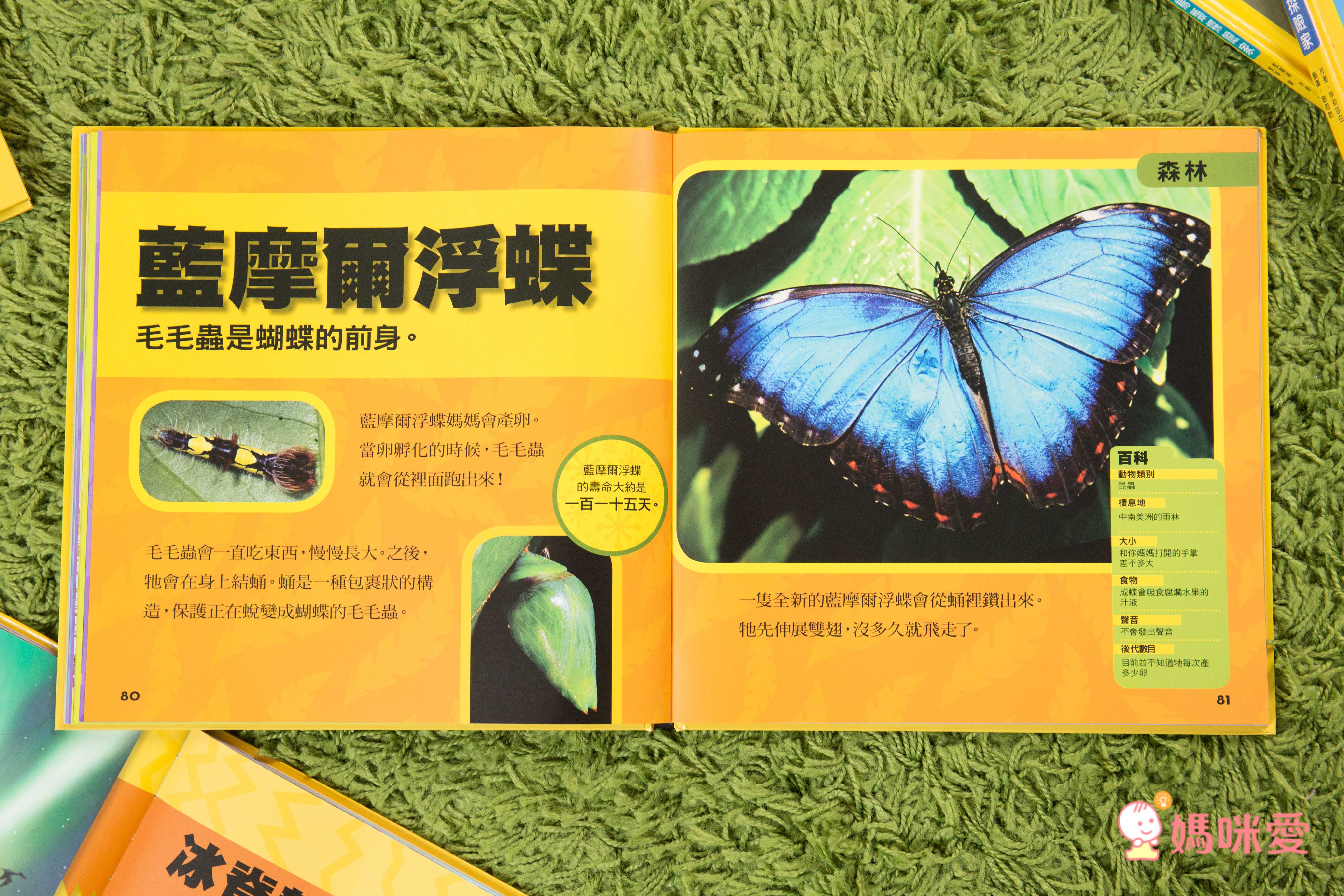 小小動物探險家 (精裝 / 128頁 / 全彩印刷)