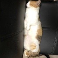 用戶頭像