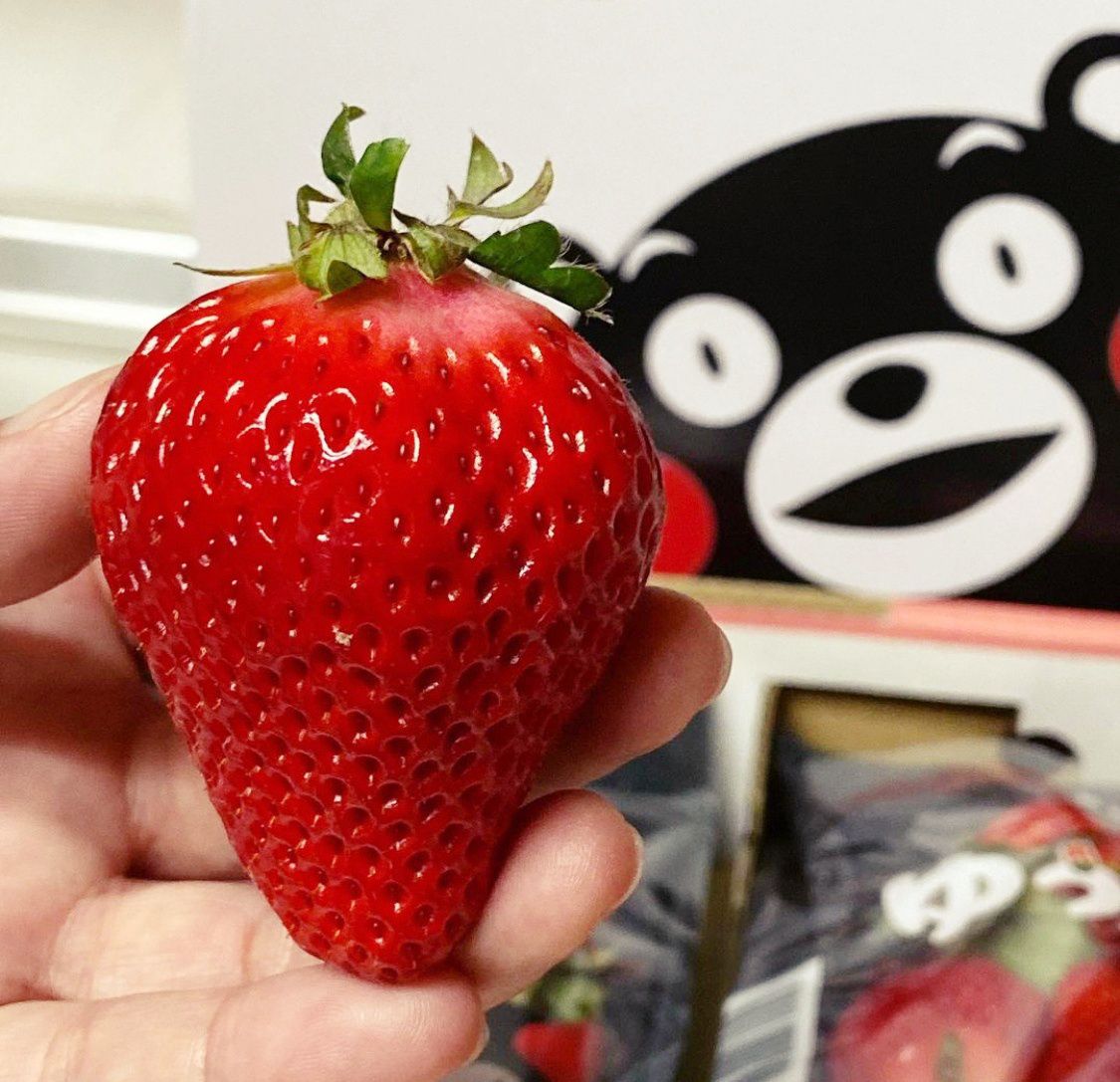 一期一會！日本最高等級草莓 限量新鮮空運直送到府！
