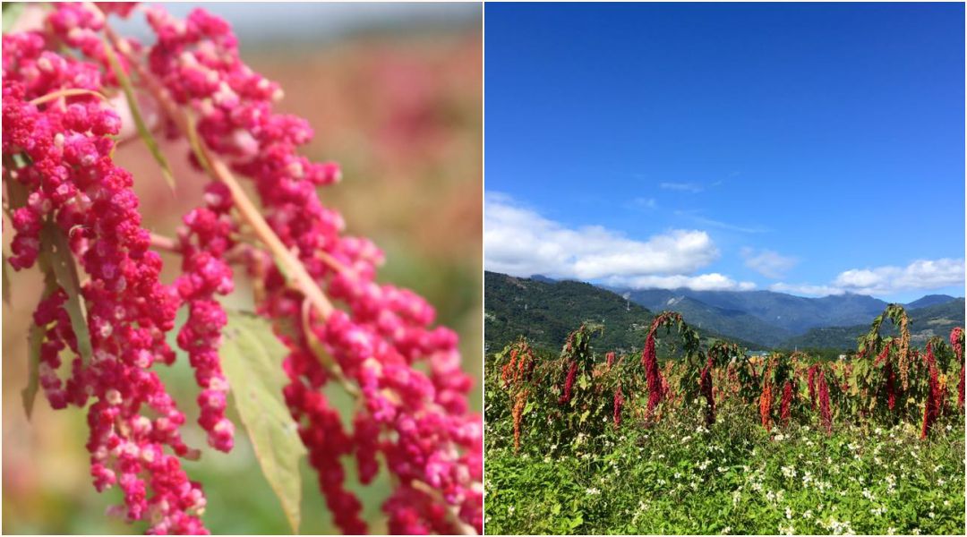 膳食纖維是地瓜的6倍！【信豐農場】台灣紅藜波浪麵＆紅藜拌醬